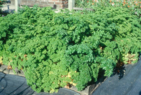 Curly leaf Parsley