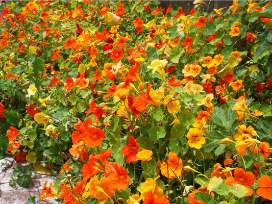 Nasturtium