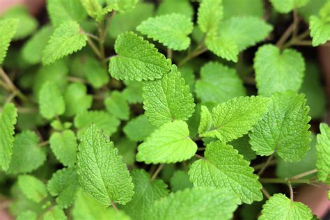 Lemon Balm