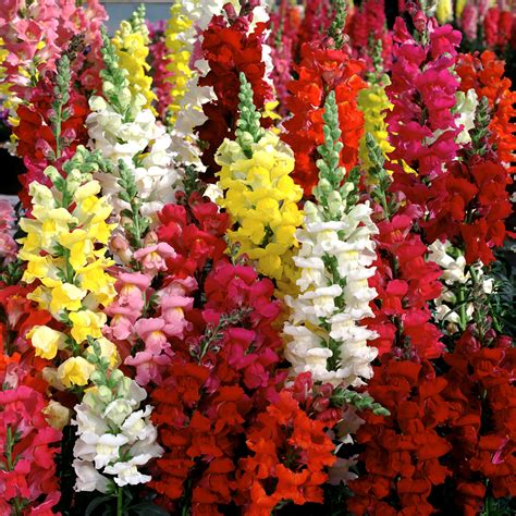 Antirrhinum - Snap Dragon