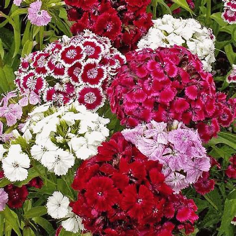 Dianthus