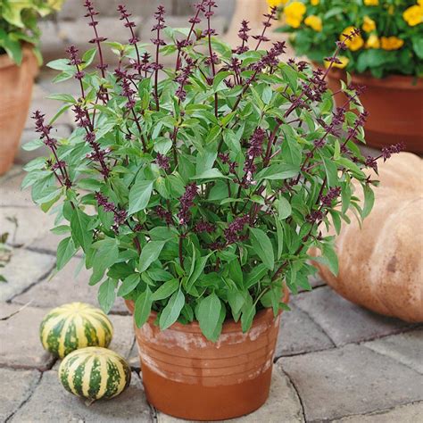 Thai Basil