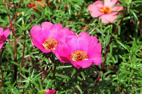 Portulaca